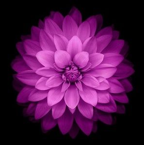 Meet your Posher, Spring